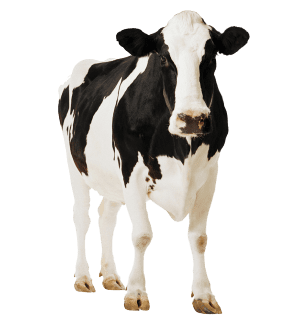🏆Vaca